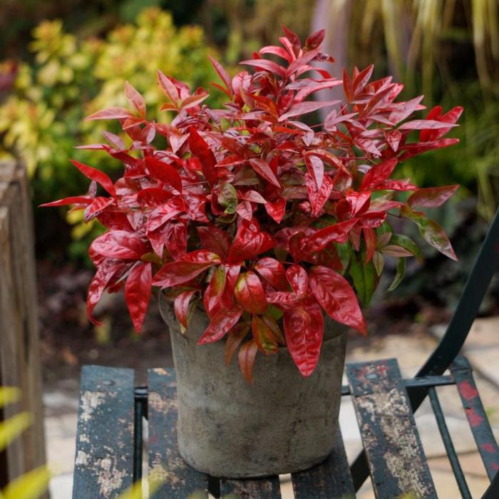 Nandina domestica 'Blush Pink' plant