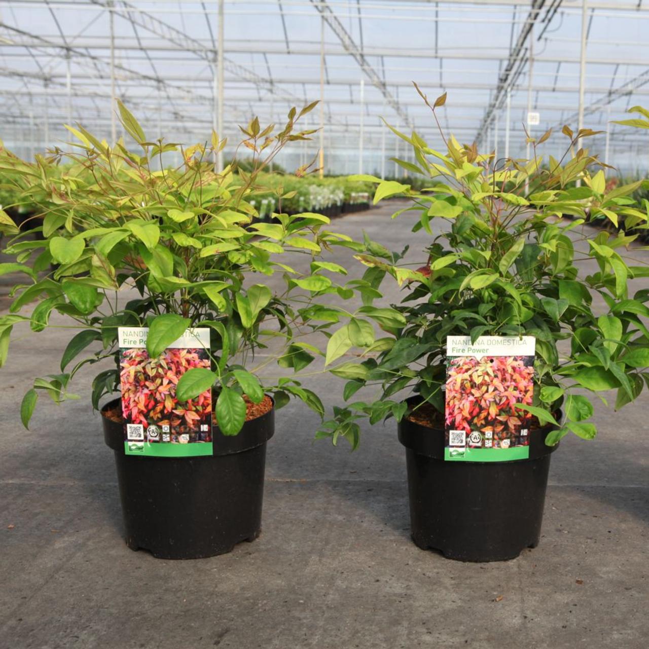 Nandina domestica 'Fire Power' plant