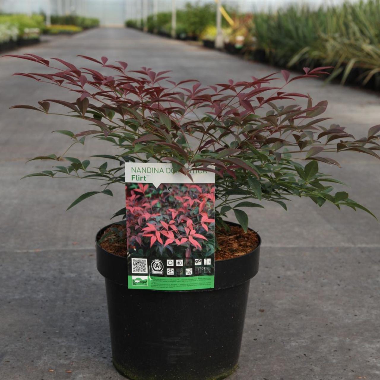 Nandina domestica 'Flirt' plant