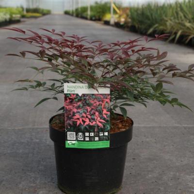 nandina-domestica-flirt