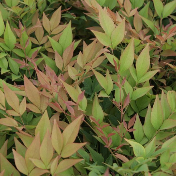 Nandina domestica 'Gulfstream' plant