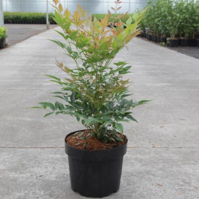 nandina-domestica-gulfstream