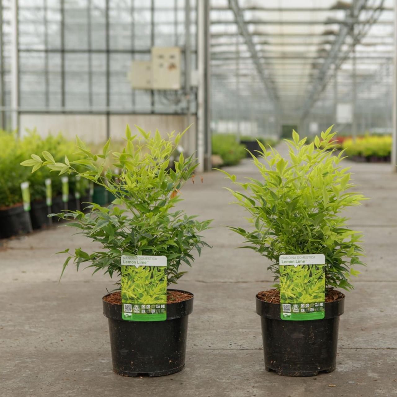 Nandina domestica 'Lemon Lime' plant