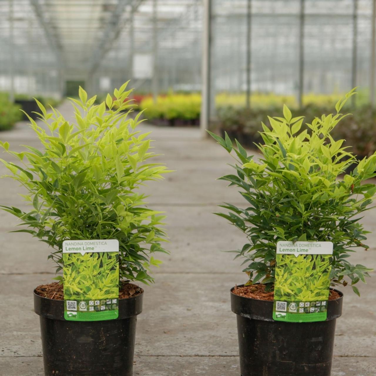 Nandina domestica Magical LEMON LIME  plant