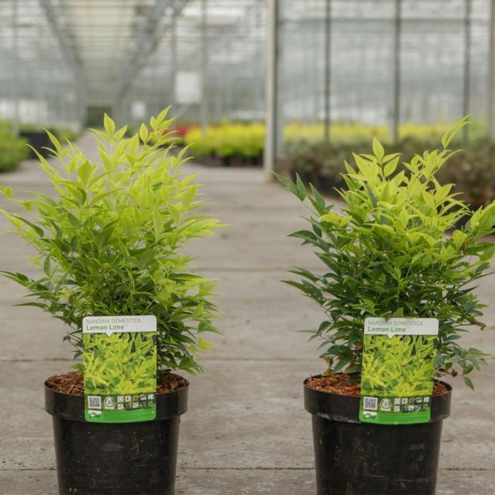 Nandina domestica Magical LEMON LIME 