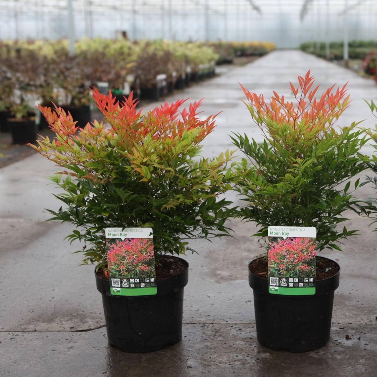 Nandina domestica 'Moon Bay' plant