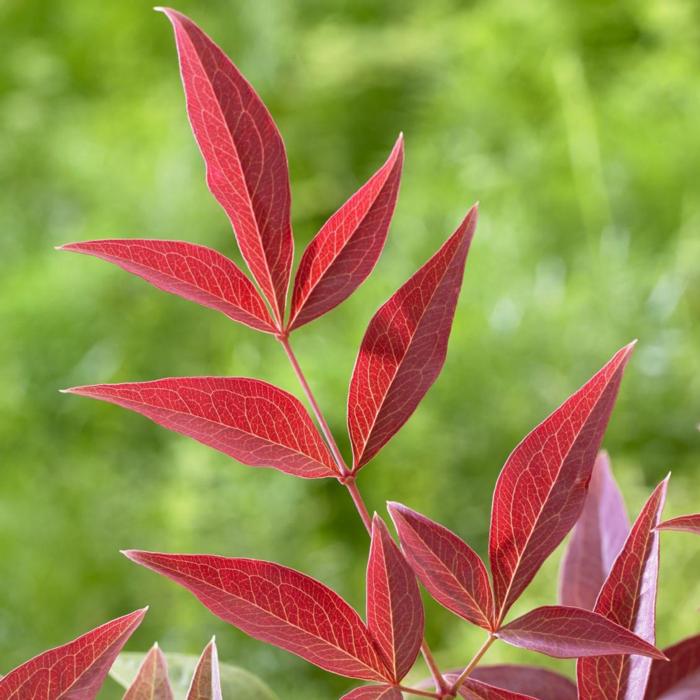 Nandina domestica 'Obsessed' plant