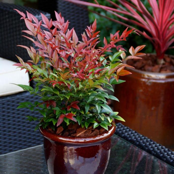 Nandina domestica 'Obsessed' plant
