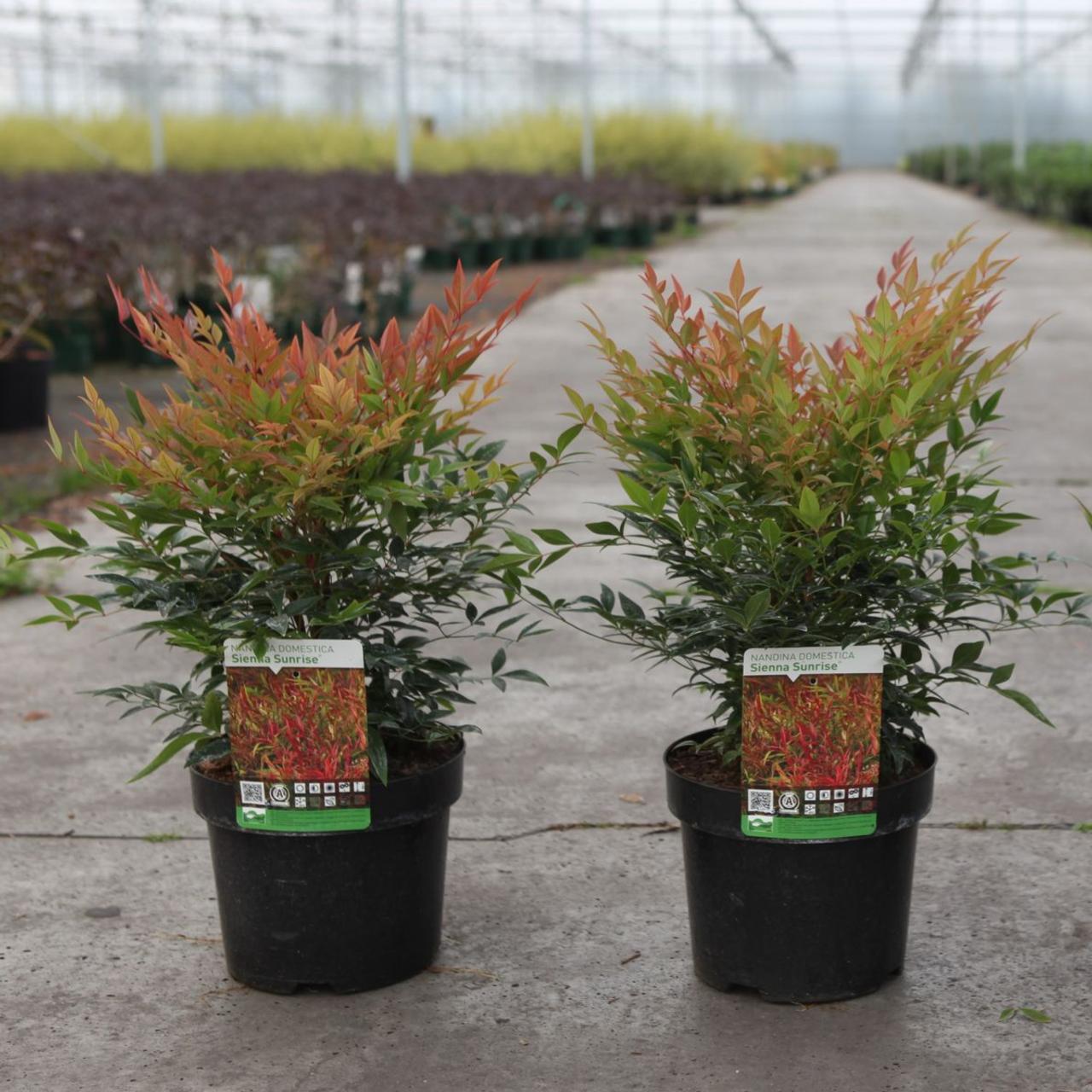 Nandina domestica 'Sienna Sunrise' plant