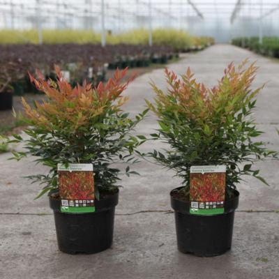 nandina-domestica-sienna-sunrise