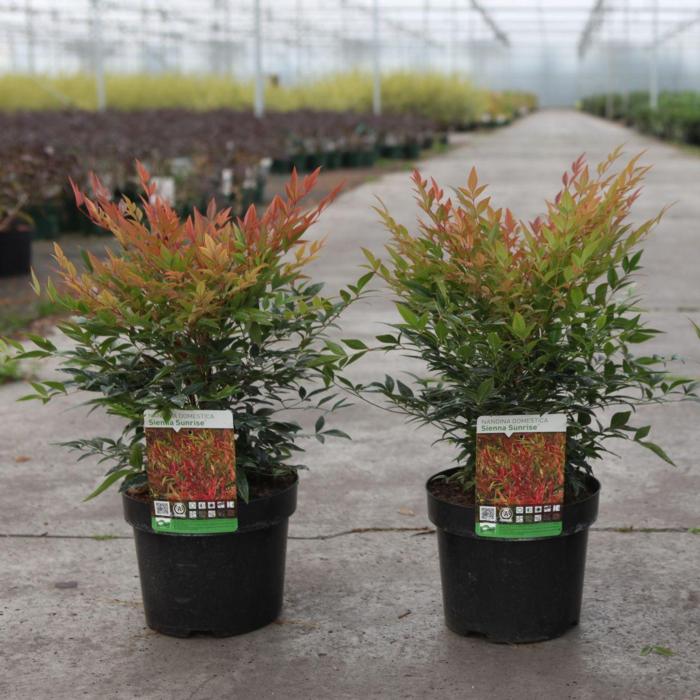 Nandina domestica 'Sienna Sunrise'