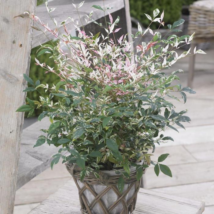 Nandina domestica 'Twilight' plant