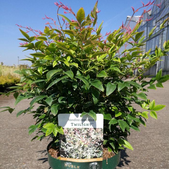 Nandina domestica 'Twilight' plant