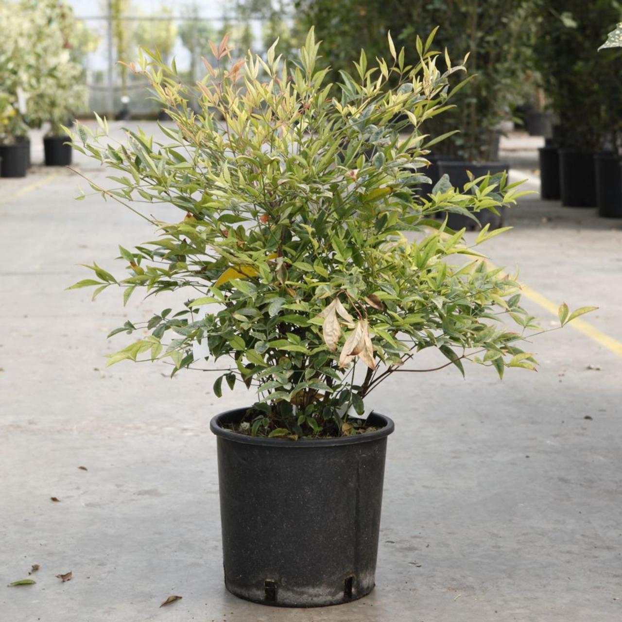 Nandina domestica plant