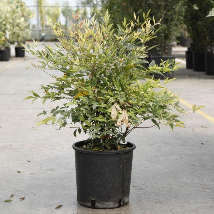Nandina domestica