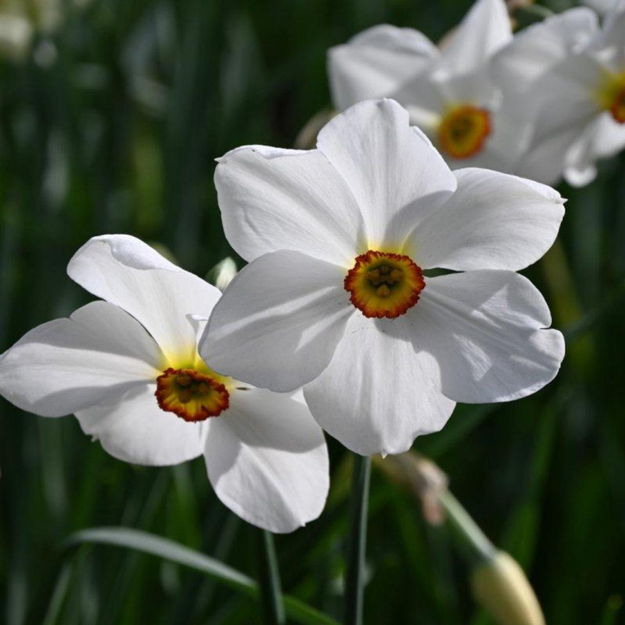 Narcissus 'Actaea' plant