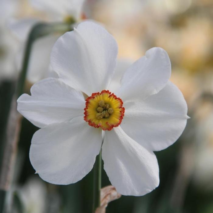 Narcissus 'Actaea' plant