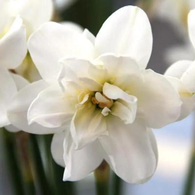 narcissus-albus-plenus-odoratus