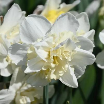 narcissus-amira
