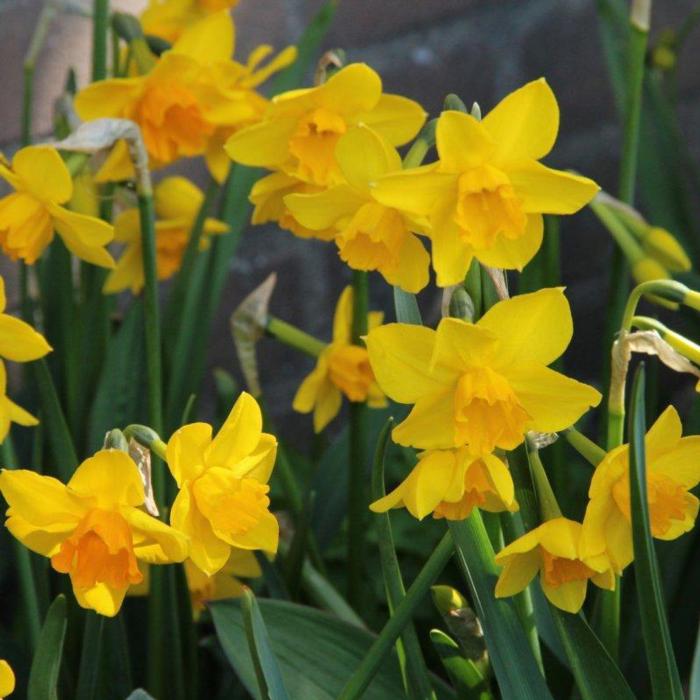 Narcissus 'Anfield' plant