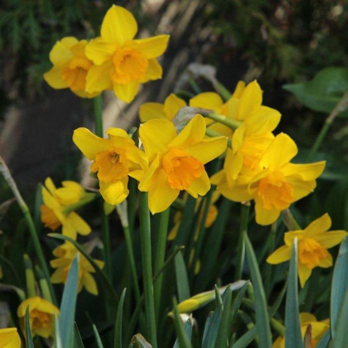 Narcissus 'Anfield' plant