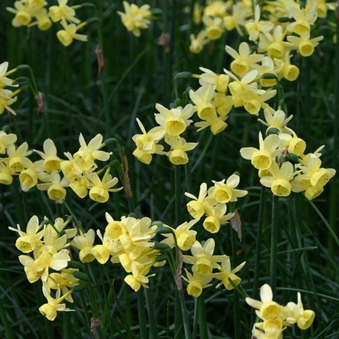 Narcissus 'Angel's Whisper' plant