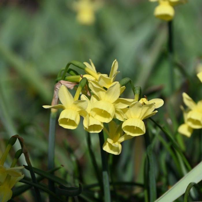 Narcissus 'Angel's Whisper' plant