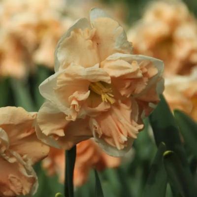 narcissus-apricot-whirl