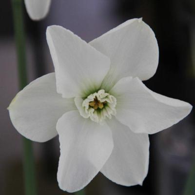 narcissus-arctic-gem