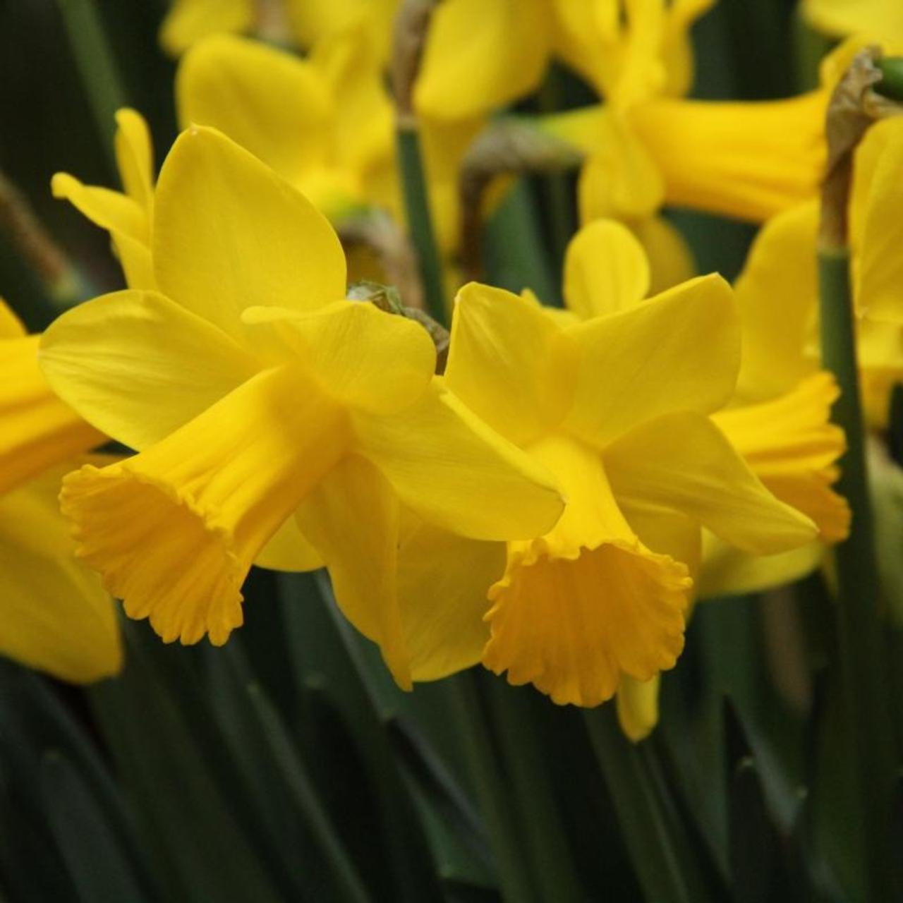 Narcissus 'Arctic Gold' plant