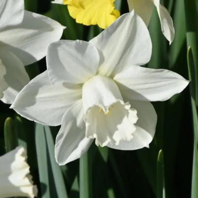 narcissus-arctic-power
