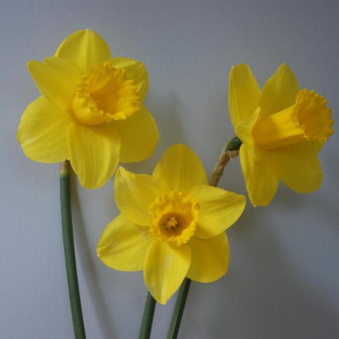 Narcissus 'Arkle' plant