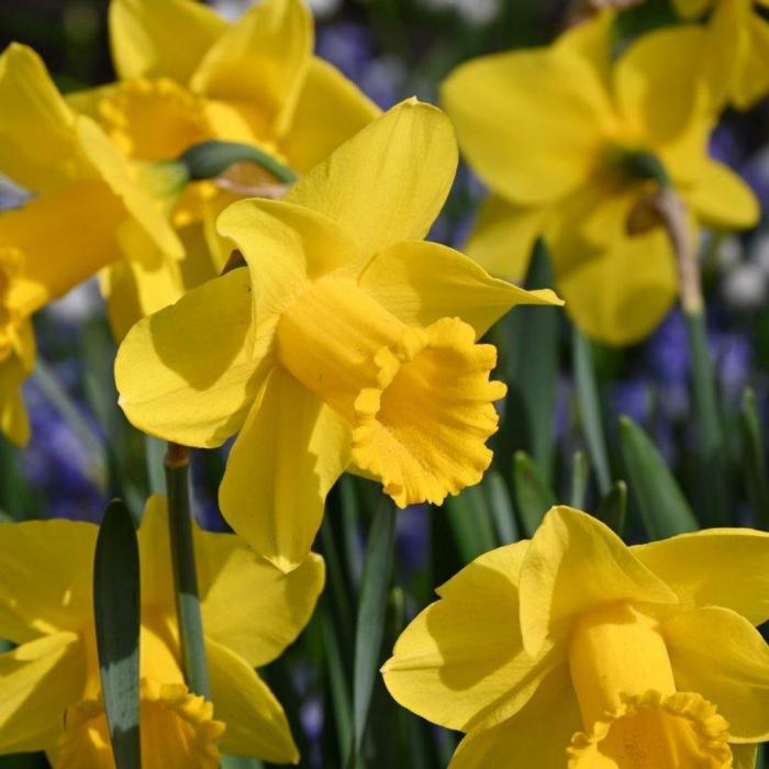 Narcissus 'Arkle' plant