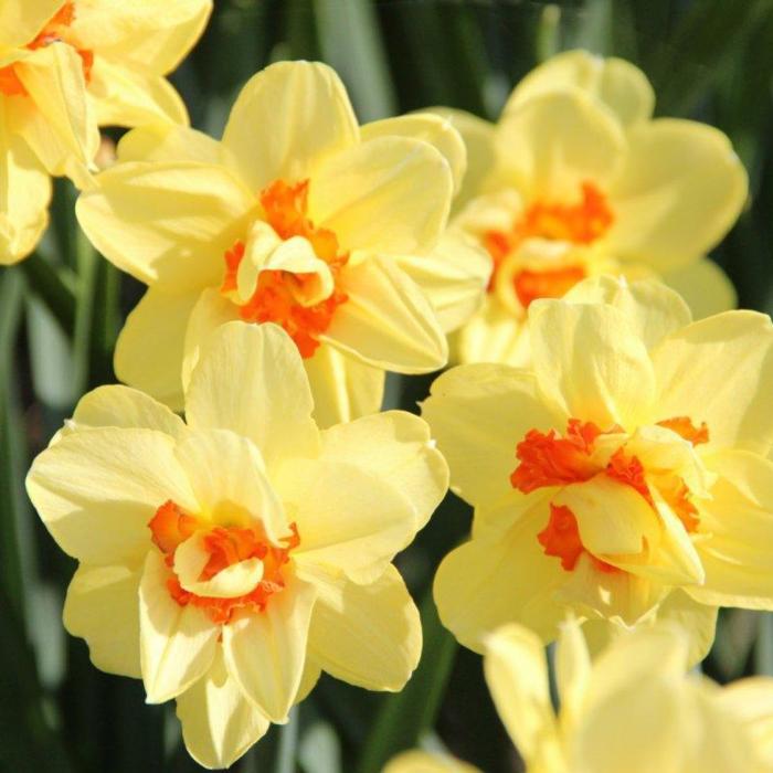 Narcissus 'Ascot' plant