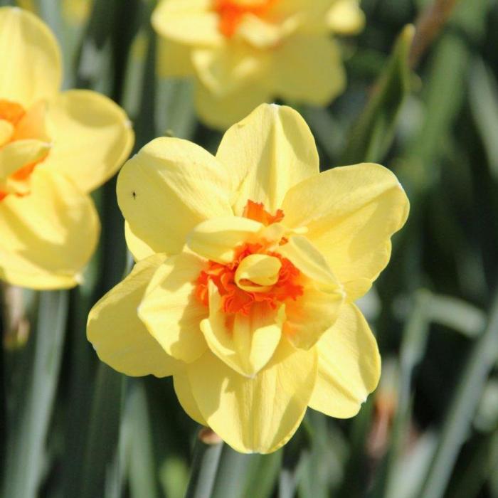 Narcissus 'Ascot' plant