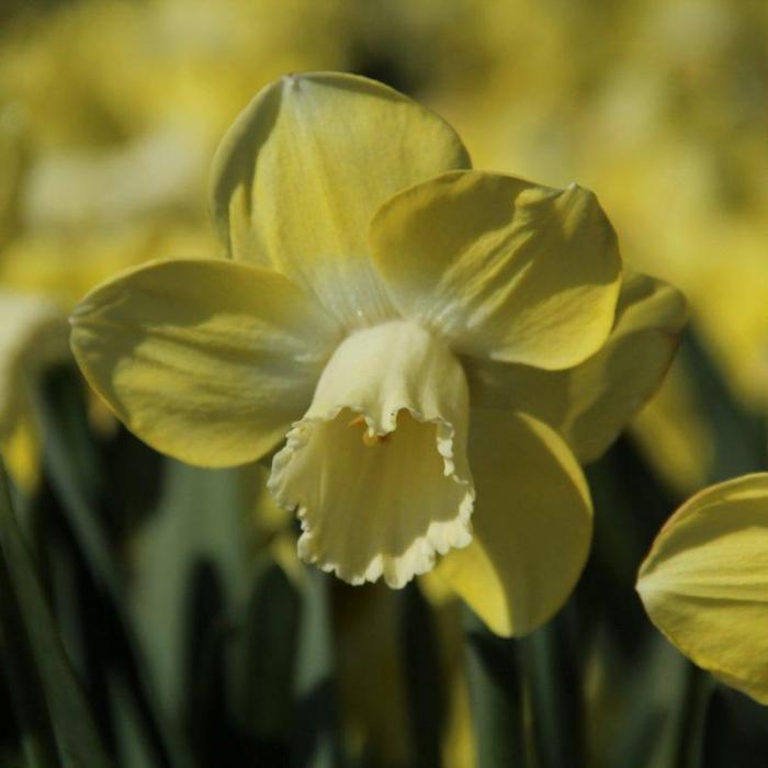 Narcissus 'Avalon' plant