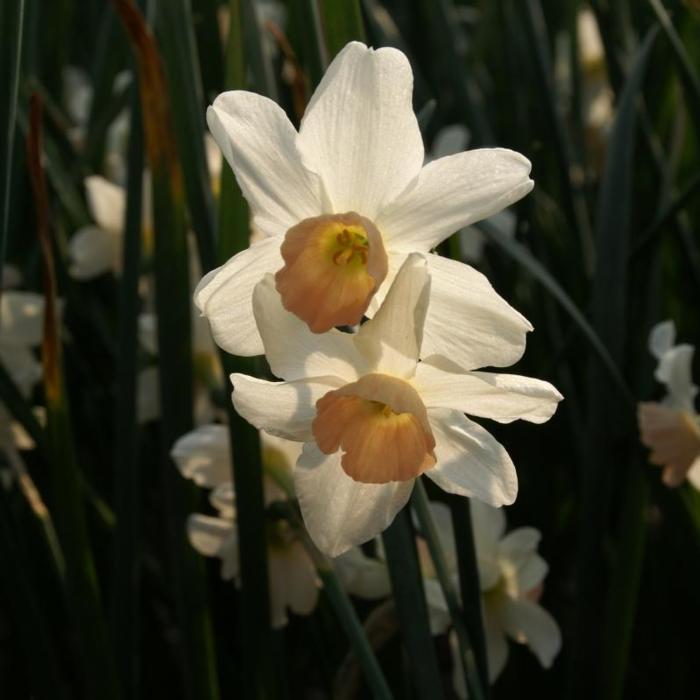 Narcissus 'Bell Song' plant