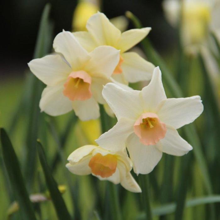 Narcissus 'Bell Song' plant