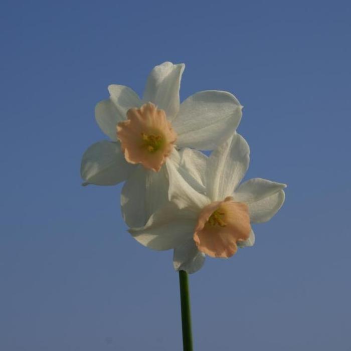 Narcissus 'Bell Song' plant