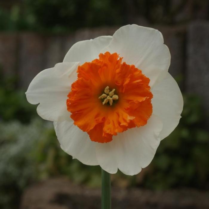 Narcissus 'Bella Vista' plant