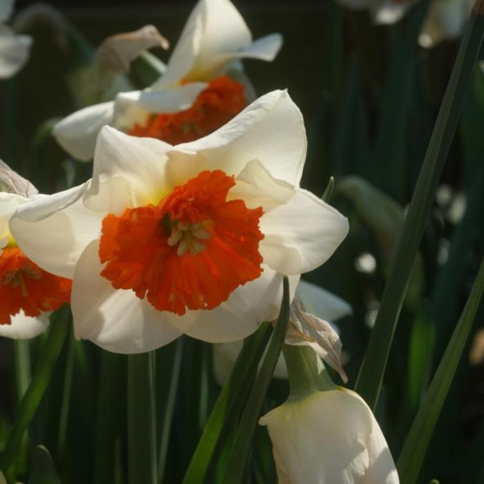 Narcissus 'Bella Vista' plant