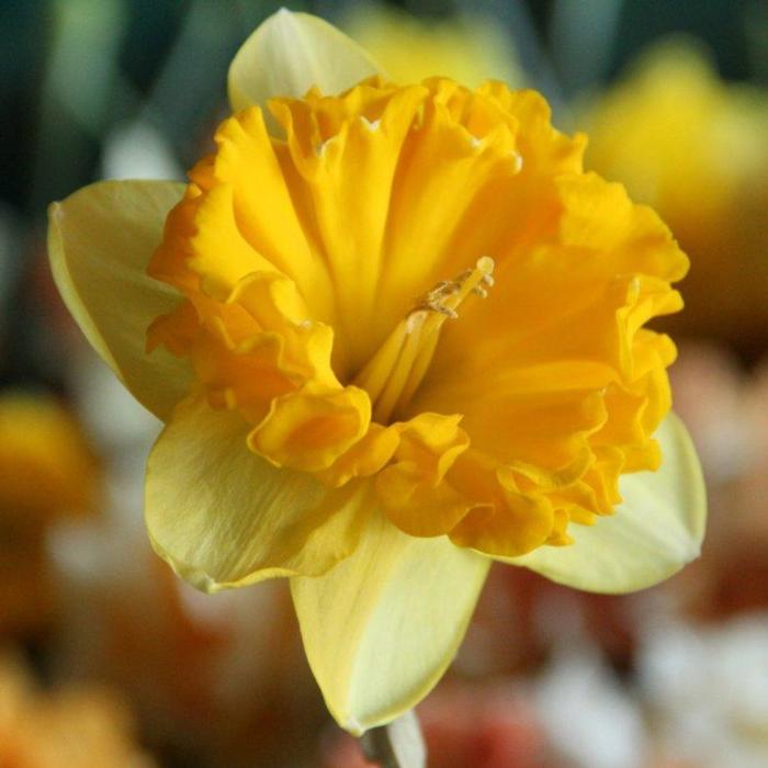 Narcissus 'Beowulf'  plant