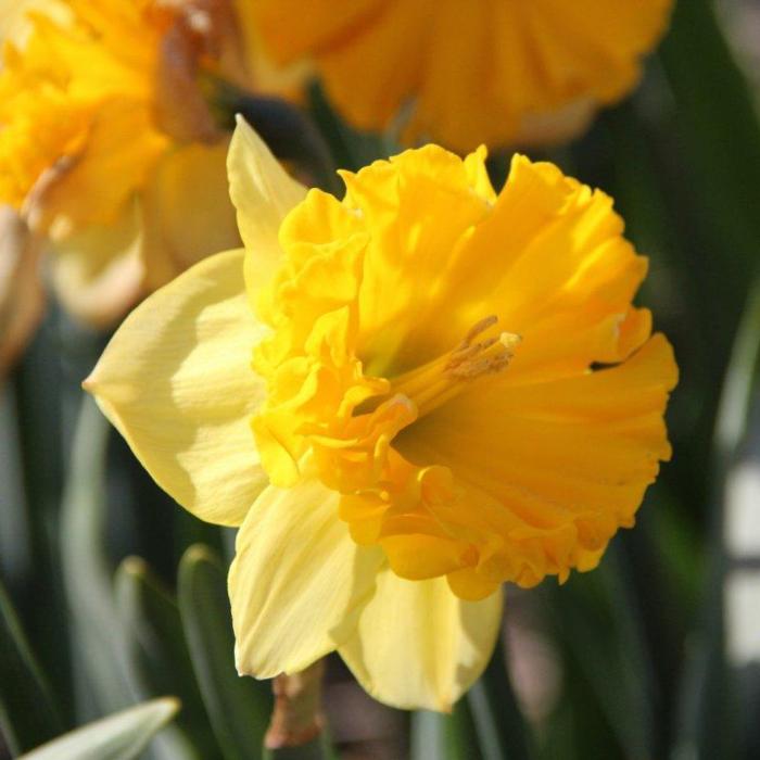 Narcissus 'Beowulf'  plant