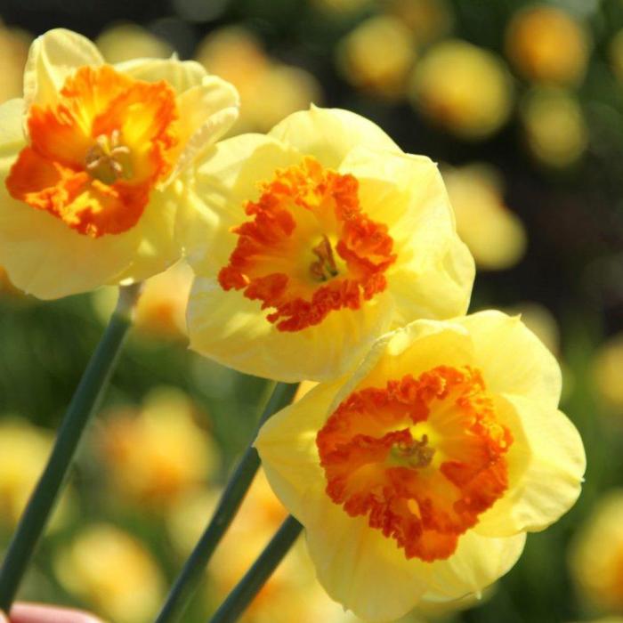 Narcissus 'Berlin' plant