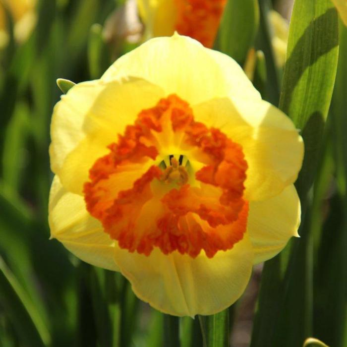 Narcissus 'Berlin' plant