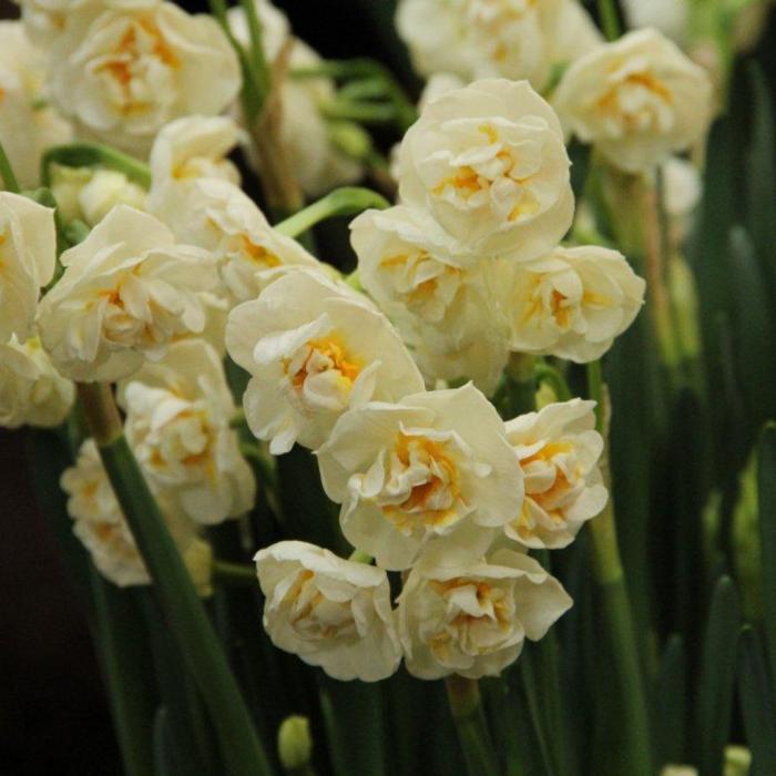 Narcissus 'Bridal Crown' plant