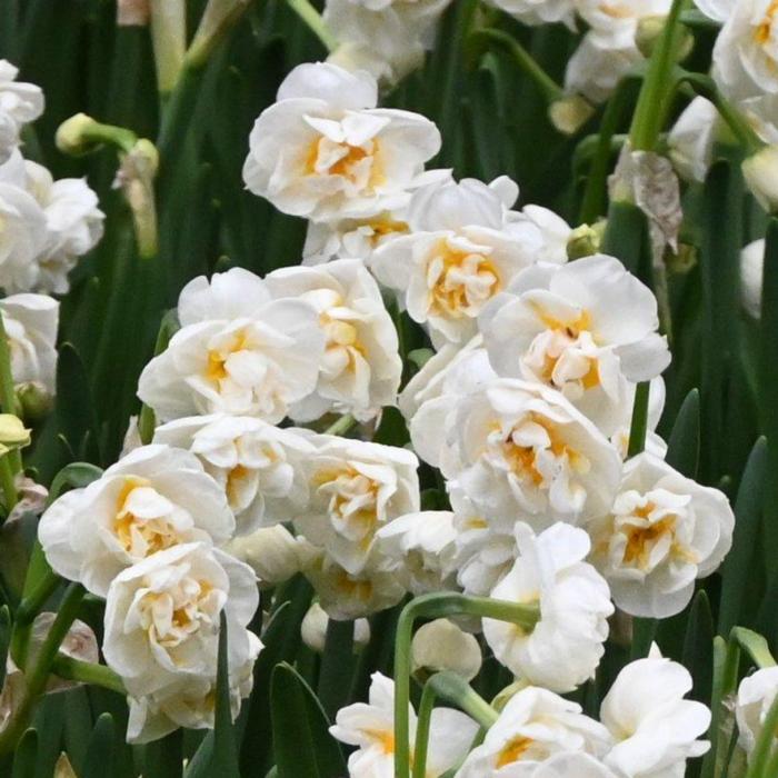 Narcissus 'Bridal Crown' plant