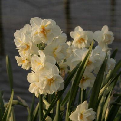 narcissus-bridal-crown