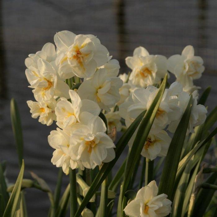 Narcissus 'Bridal Crown' plant