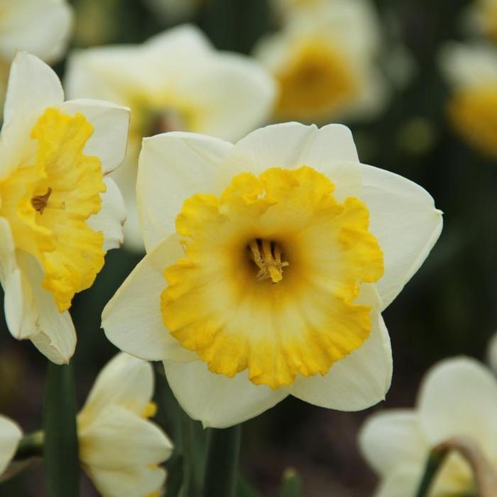 Narcissus 'Bright Sun' plant